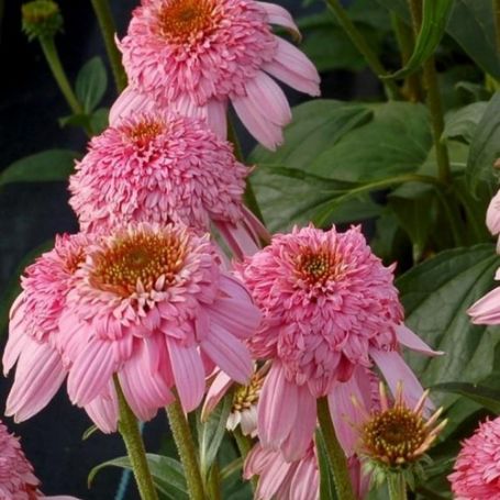 Picture of Secret™ Romance Echinacea Plant