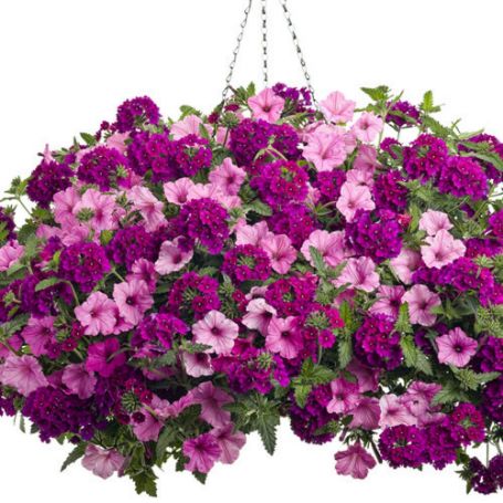 Picture of Proven Winners® Hit It Big Flower Combination
