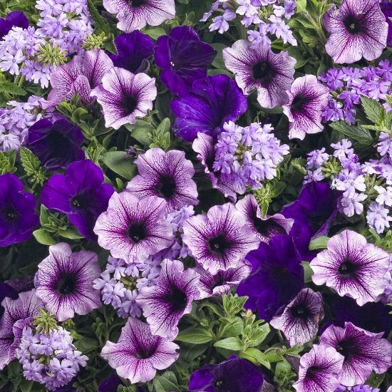 Picture of Proven Winners® Geneva Terrace Flower Combination