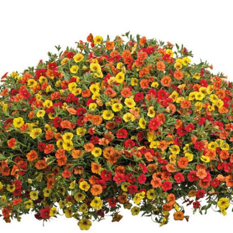 Picture of Proven Winners® Belle of the Ball Flower Combination