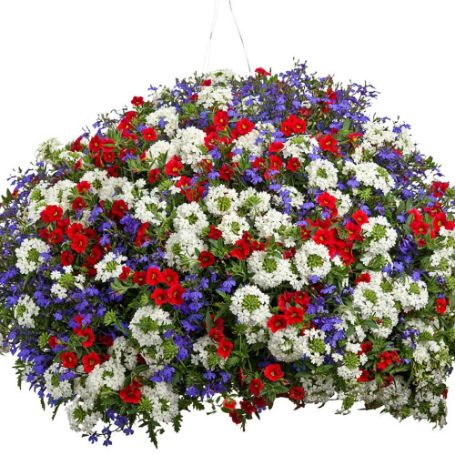 Picture of Proven Winners® Bunker Hill™ Flower Combination