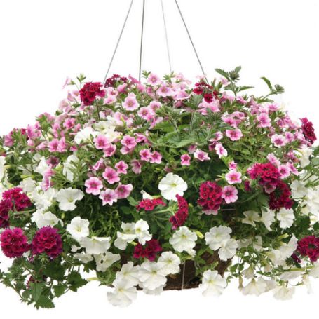 Picture of Proven Winners® Easy on the Eyes Flower Combination