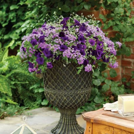 Picture of Proven Winners® Glory Days Flower Combination