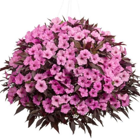 Picture of Proven Winners® Pink Parasol Flower Combination