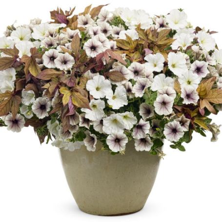 Picture of Proven Winners® Vanilla Truffle Flower Combination