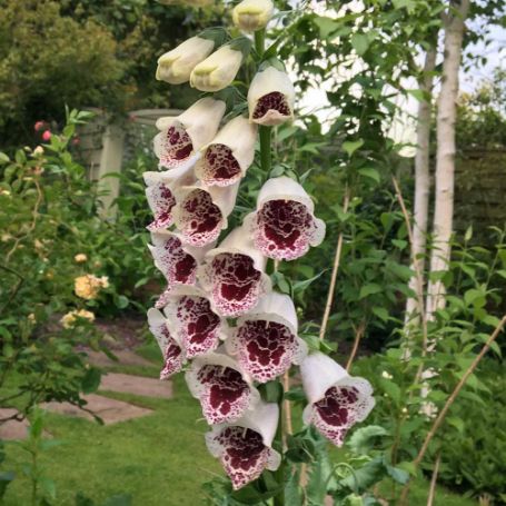 Picture of Pam's Choice Digitalis Plant