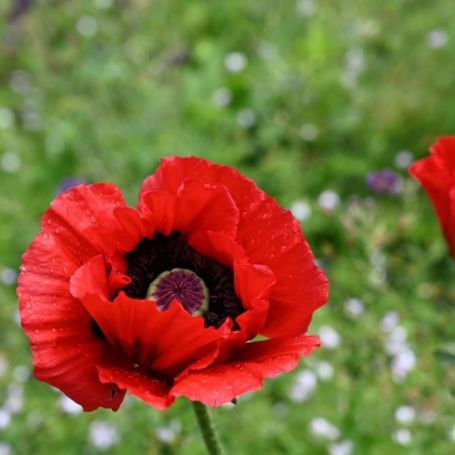 Picture of Beauty of Livermere Papaver Plant