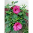 Picture of Luna Rose Hardy Hibiscus Plant