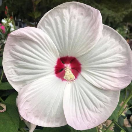 Picture of Luna White Hardy Hibiscus Plant