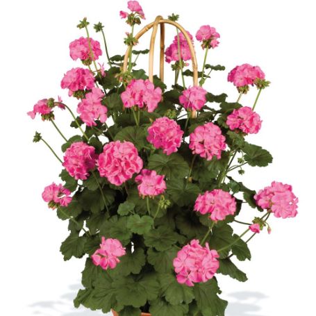 Picture of Pillar Pink Geranium Plant