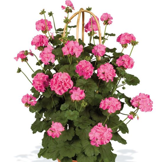 Picture of Pillar Pink Geranium Plant