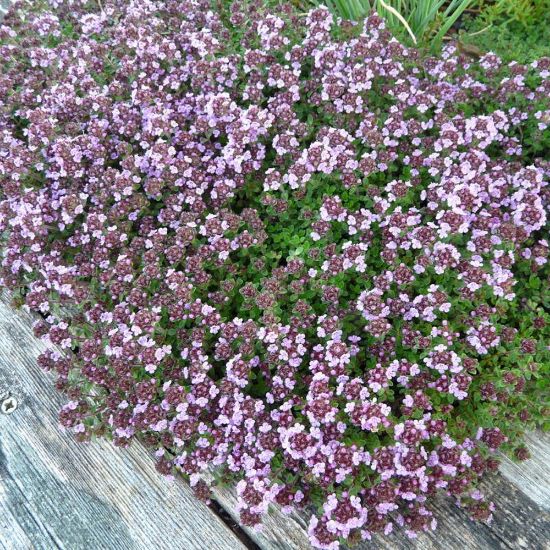 Picture of Caborn Wine and Roses Thyme Herb Plant