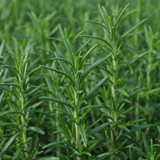 Picture of Arp Rosemary Herb Plant