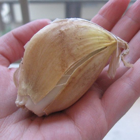 Picture of Elephant Garlic Bulbs - 6 Clove Pack