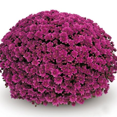 Picture of Belgian Mum® Mefisto Purple Plant