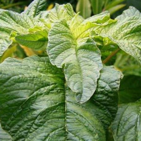 Picture of Jamaican Callaloo Amaranth Plant