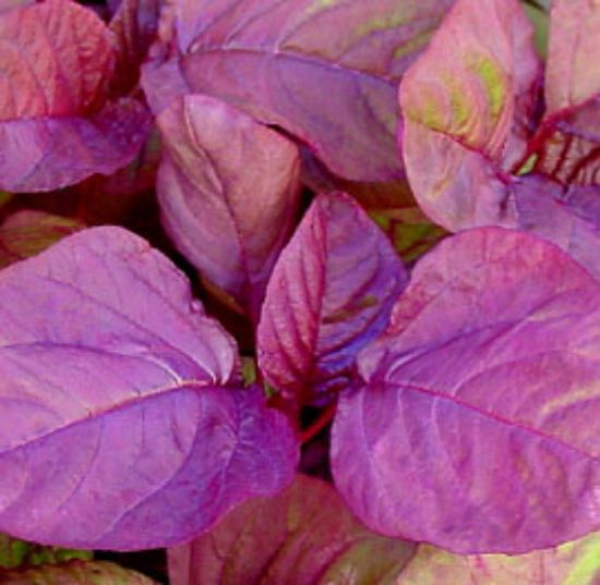 Picture of Asia Red Edible Amaranth Plant