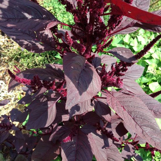 Picture of Burgundy Amaranth Plant