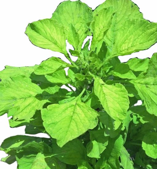 Picture of White Leaf Edible Amaranth Plant