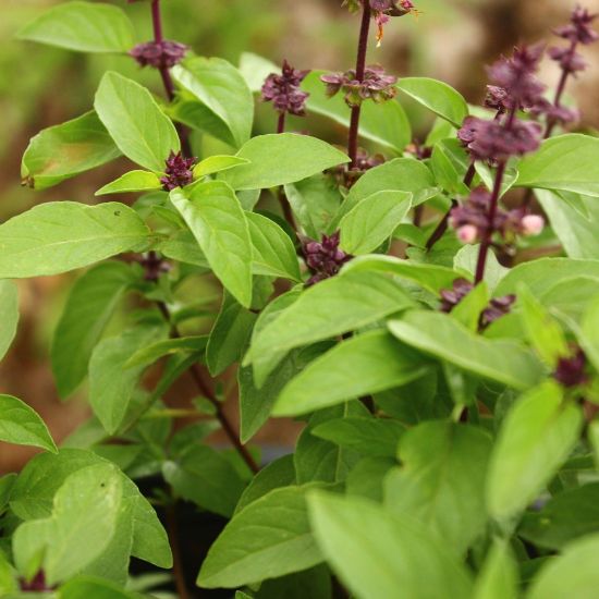 Picture of Hot Basil Herb Plant