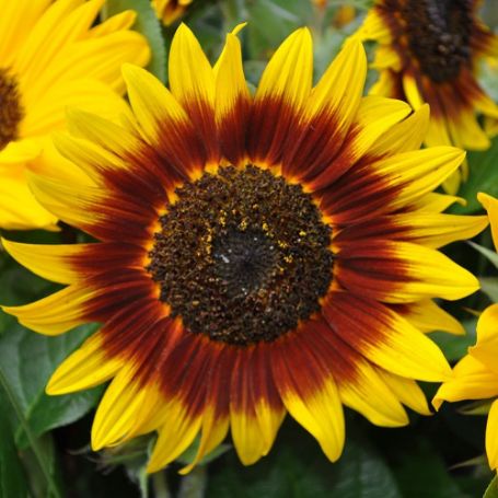 Picture of Ring of Fire Sunflower