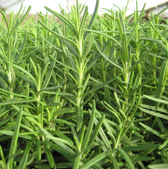 Picture of Shady Acres Rosemary Herb Plant
