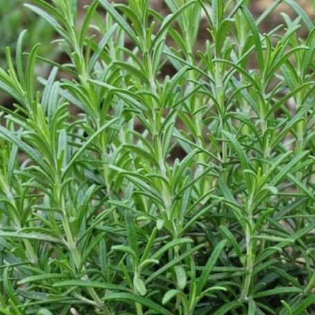 Picture of Taurentius Rosemary Herb Plant