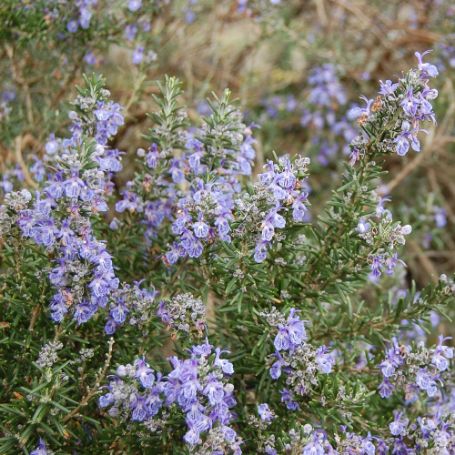 Picture of Severn Sea Rosemary Herb Plant