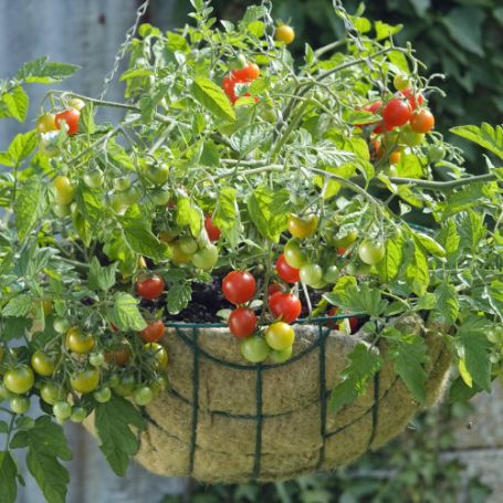 Picture of Lizzano Tomato Plant