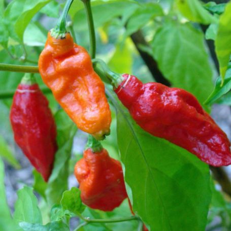 Picture of Ghost Hot Pepper Plant