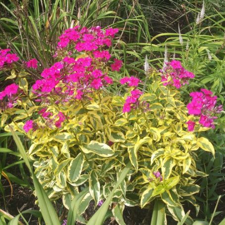 Picture of Goldmine Tall Phlox Plant
