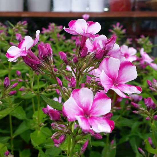 Picture of Neon Flare Tall Phlox Plant