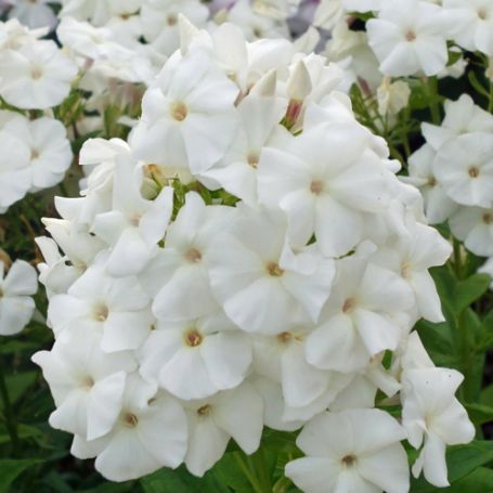 Picture of Pina Colada Tall Phlox Plant