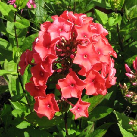 Picture of Tequila Sunrise Tall Phlox Plant