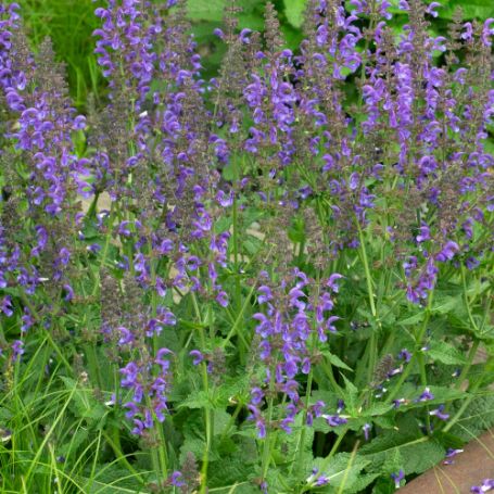 Picture of Rhapsody in Blue Salvia Plant