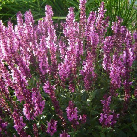 Picture of Pink Friesland Salvia Plant