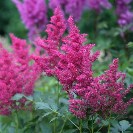 Picture of Astary® Rose Shades Astilbe Plant