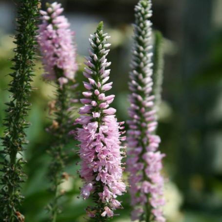 Picture of Eveline Pink Veronica Plant