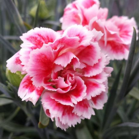 Picture of Scent First™ Coral Reef Dianthus Plant