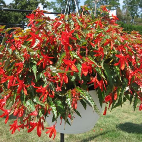 Picture of Sun Cities Santa Cruz Begonia Plant