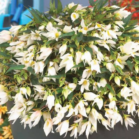Picture of Crackling Fire® White Begonia Plant