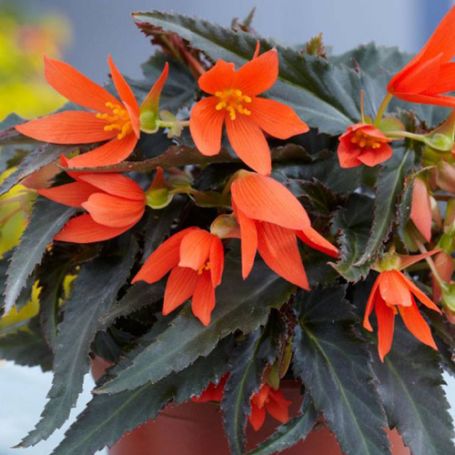 Picture of Crackling Fire® Orange Begonia Plant