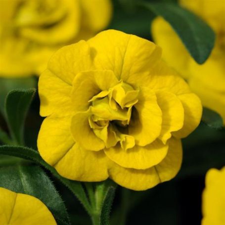 Picture of MiniFamous® Neo Double Deep Yellow Calibrachoa Plant