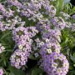 Picture of Lavender Stream™ Lobularia Plant
