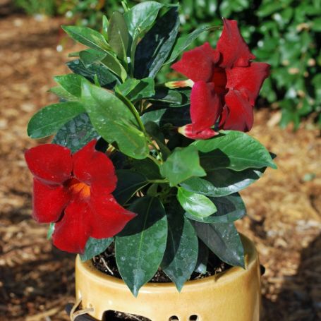 Picture of Sun Parasol® Garden Crimson Mandevilla Plant