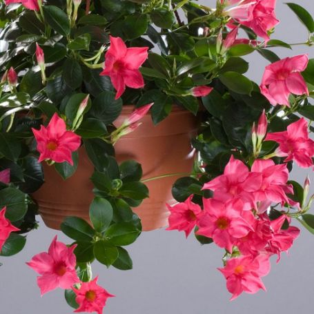 Picture of Sun Parasol® Original Pink Mandevilla Plant