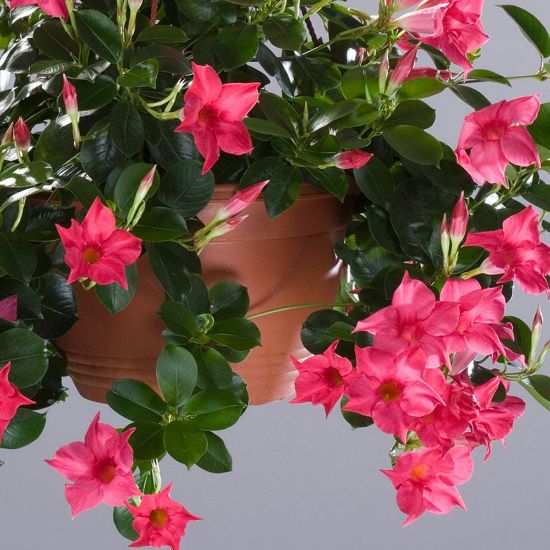 Picture of Sun Parasol® Original Pink Mandevilla Plant