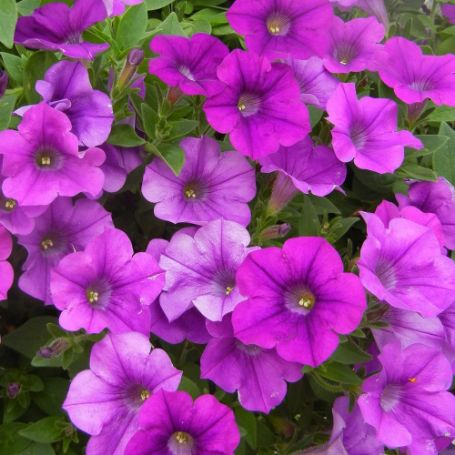 Picture of Surfinia® Baby Compact Purple Petunia Plant
