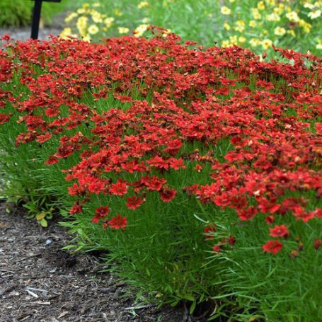 Picture of Cherry Pie Coreopsis Plant