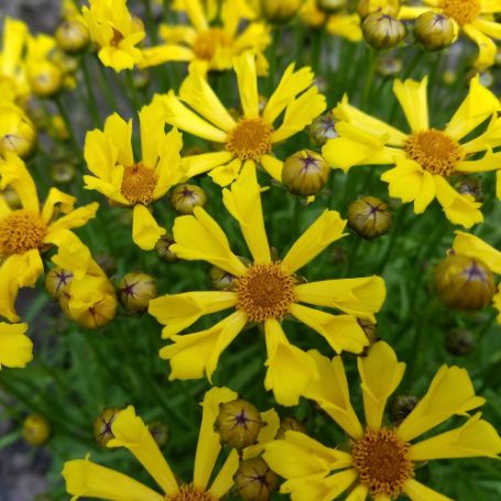 Picture of Citrine Coreopsis Plant